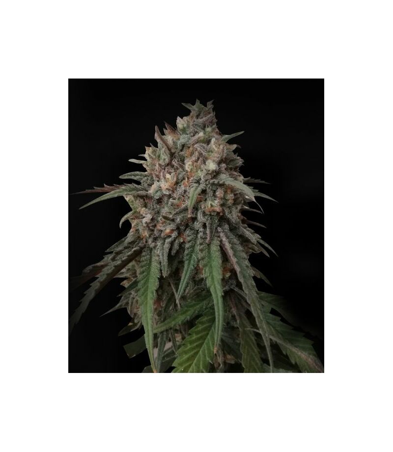 Экспресс Critical Kush, Фасовка: 5